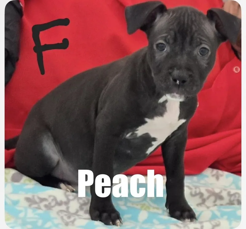 A baby medium-sized female Pit Bull Terrier dog named Peach for adoption in Irwin, PA