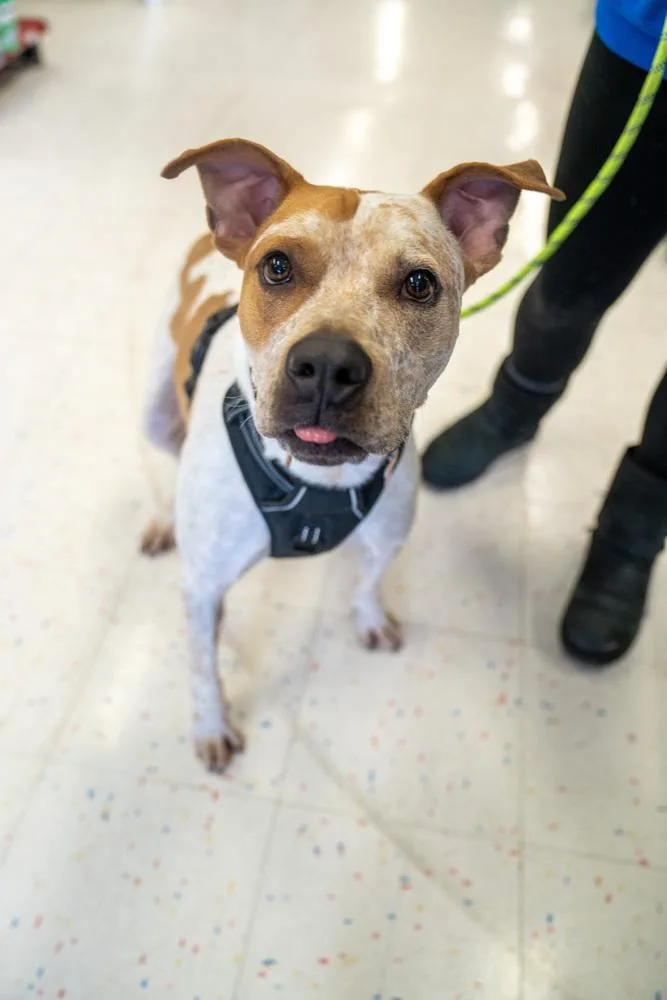 Jedidiah thumbnail 3