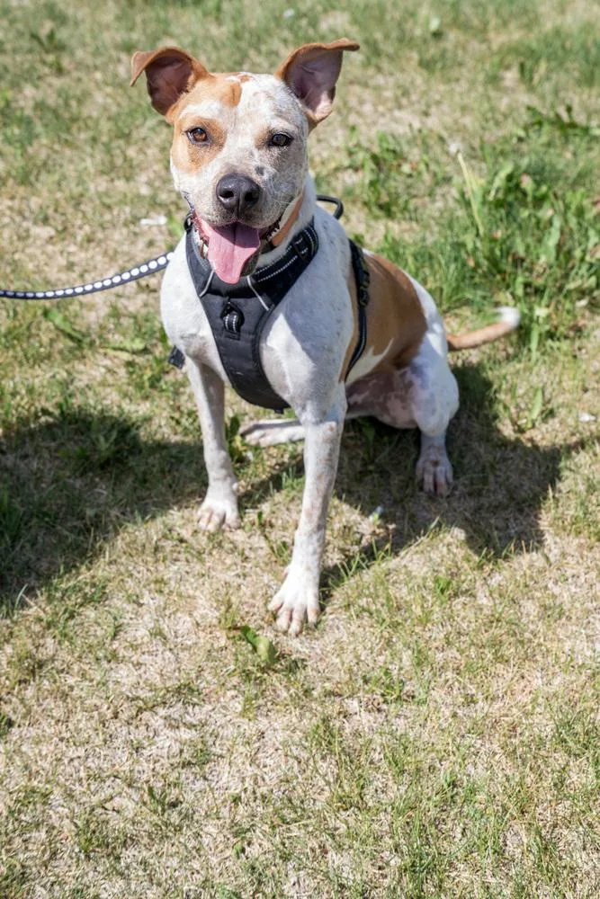 Jedidiah thumbnail 5