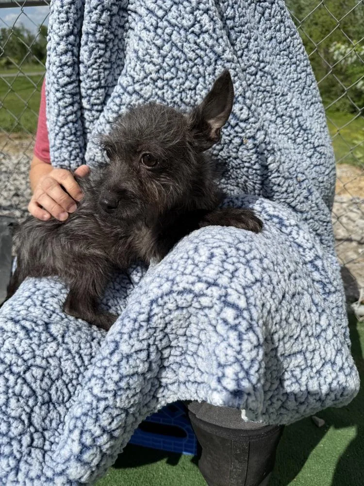 A baby small-sized male Gray / Blue / Silver Chihuahua dog named Luke for adoption in Waterloo, IL