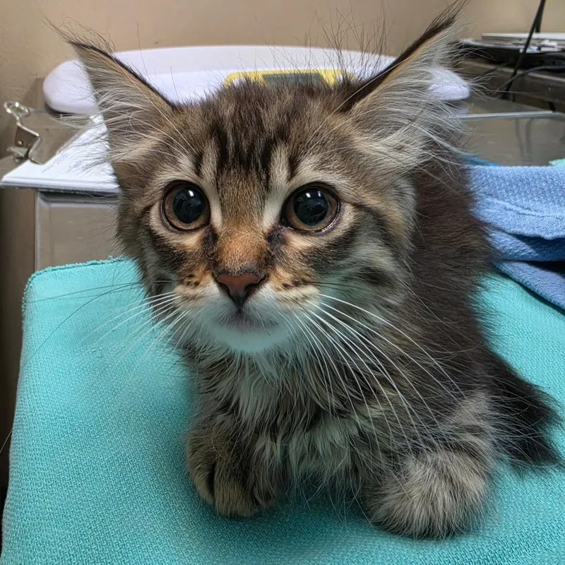 A baby small-sized female Brown / Chocolate Domestic Long Hair cat named Ceviche for adoption in Tacoma, WA