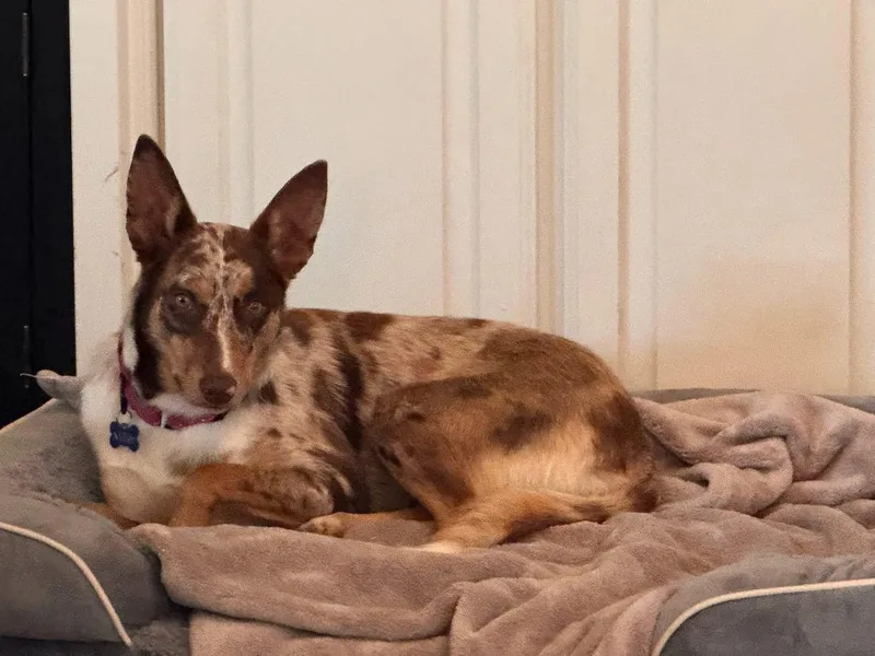 An adult medium-sized female Australian Shepherd dog named Zoey for adoption in Southlake, TX