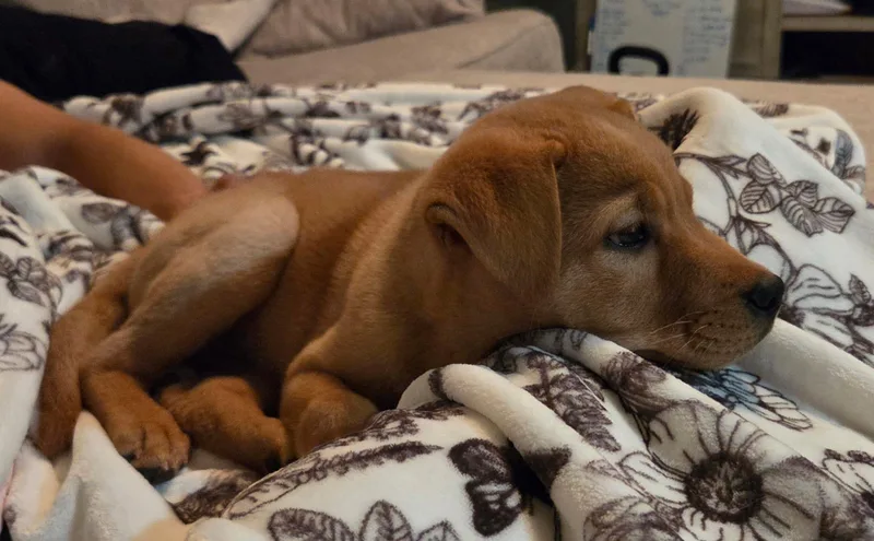 Tucker thumbnail 3