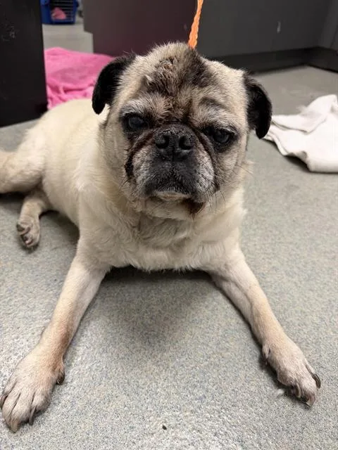 A senior small-sized female Pug dog named Maya for adoption in Ontario, CA