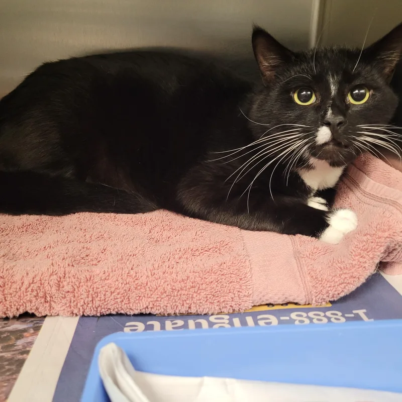 A young large-sized male Domestic Short Hair cat named Dojo for adoption in Los Angeles, CA