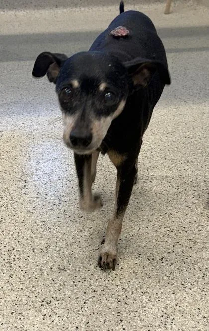 A senior small-sized male Mixed Breed dog named Mothman for adoption in Lafayette, IN