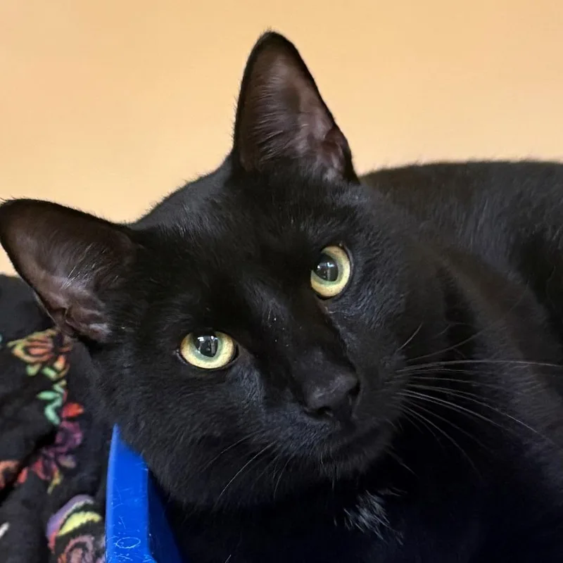 An adult medium-sized male Black Domestic Short Hair cat named Puddle for adoption in East Hanover, NJ
