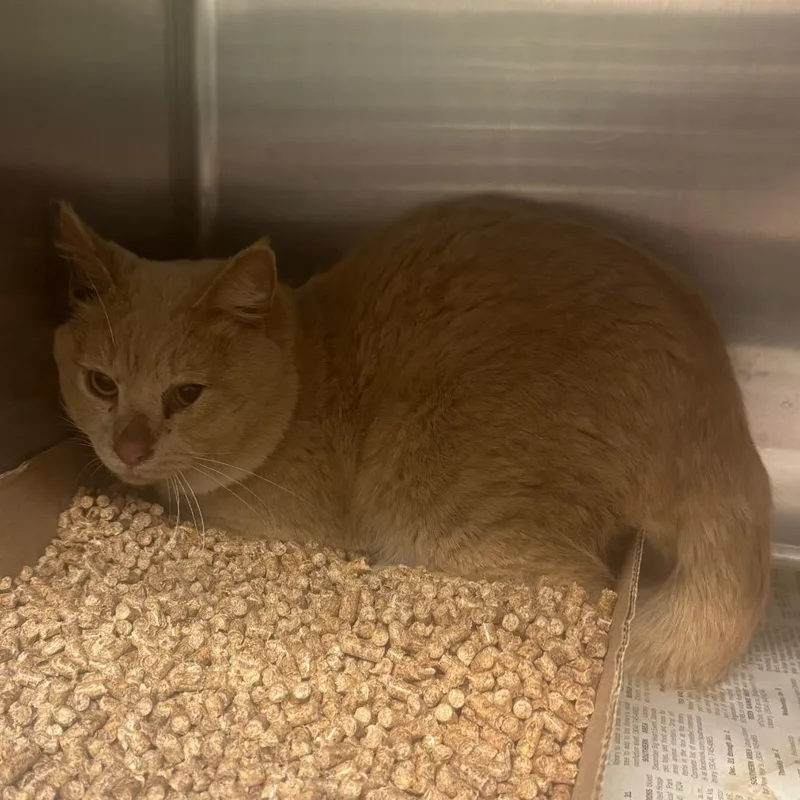 An adult medium-sized male Buff / Tan / Fawn Domestic Short Hair cat named Benny for adoption in Shinnston, WV