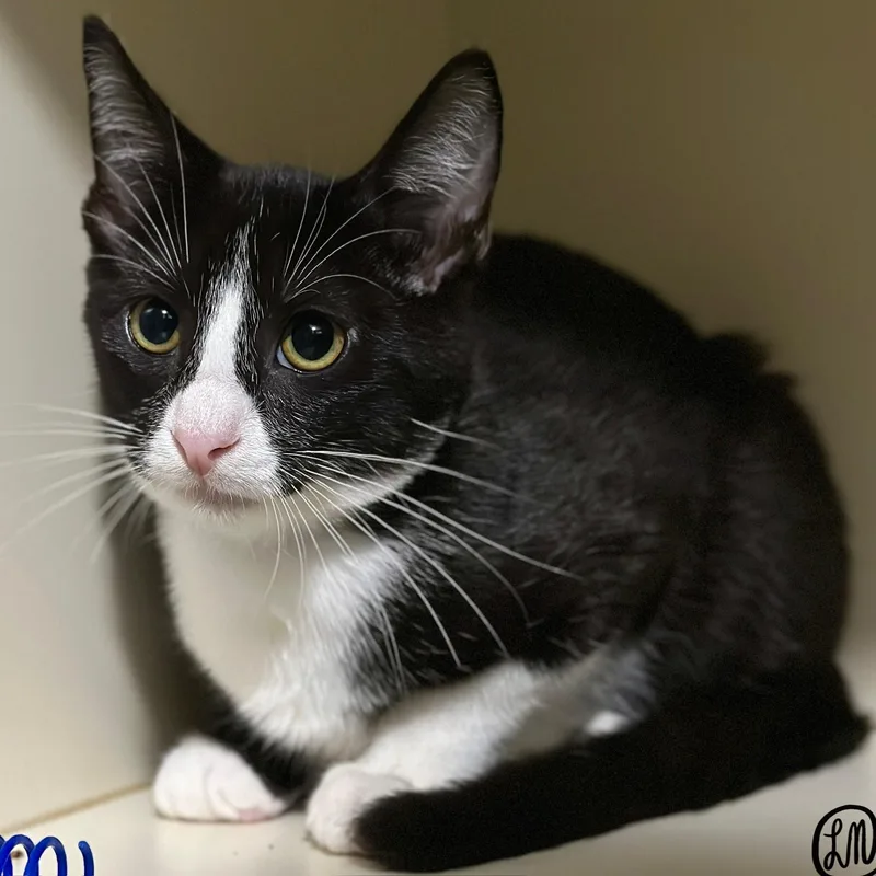 A baby medium-sized male Black & White / Tuxedo Domestic Short Hair cat named Otis for adoption in Victor, NY