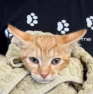 A baby medium-sized male Orange & White Domestic Short Hair cat named Warren for adoption in Winter Haven, FL