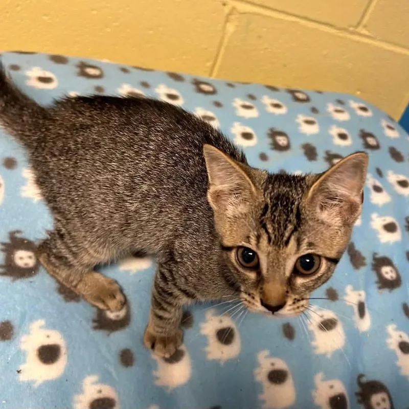 A baby small-sized female Gray / Blue / Silver Domestic Short Hair cat named Debbie for adoption in Salem, WV