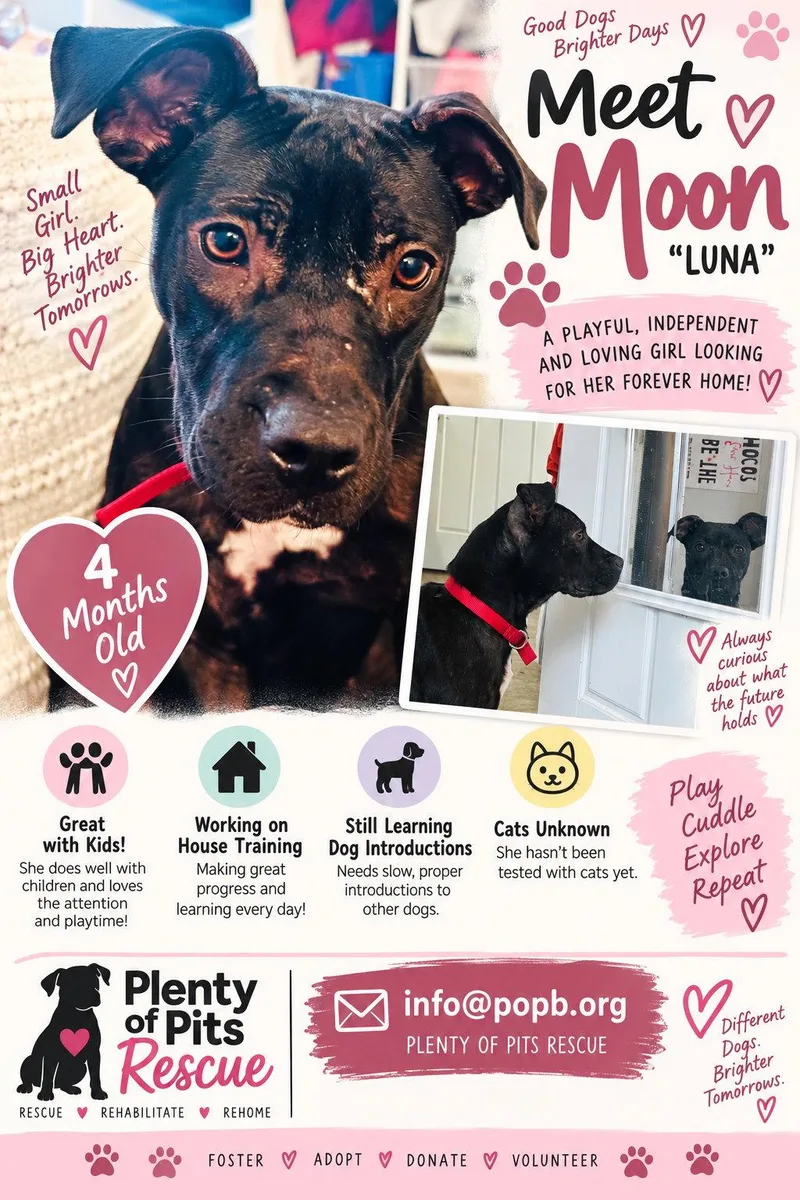 A baby medium-sized female Mixed Breed dog named Moon for adoption in Gainesville, FL