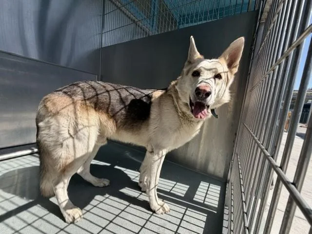 An adult medium-sized male German Shepherd Dog dog named Wylie for adoption in Baldwin Park, CA