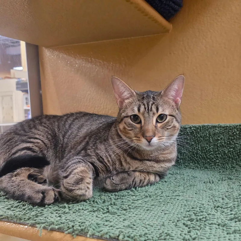 A young medium-sized male Tabby (Buff / Tan / Fawn) Tabby cat named Simba for adoption in North Bergen, NJ