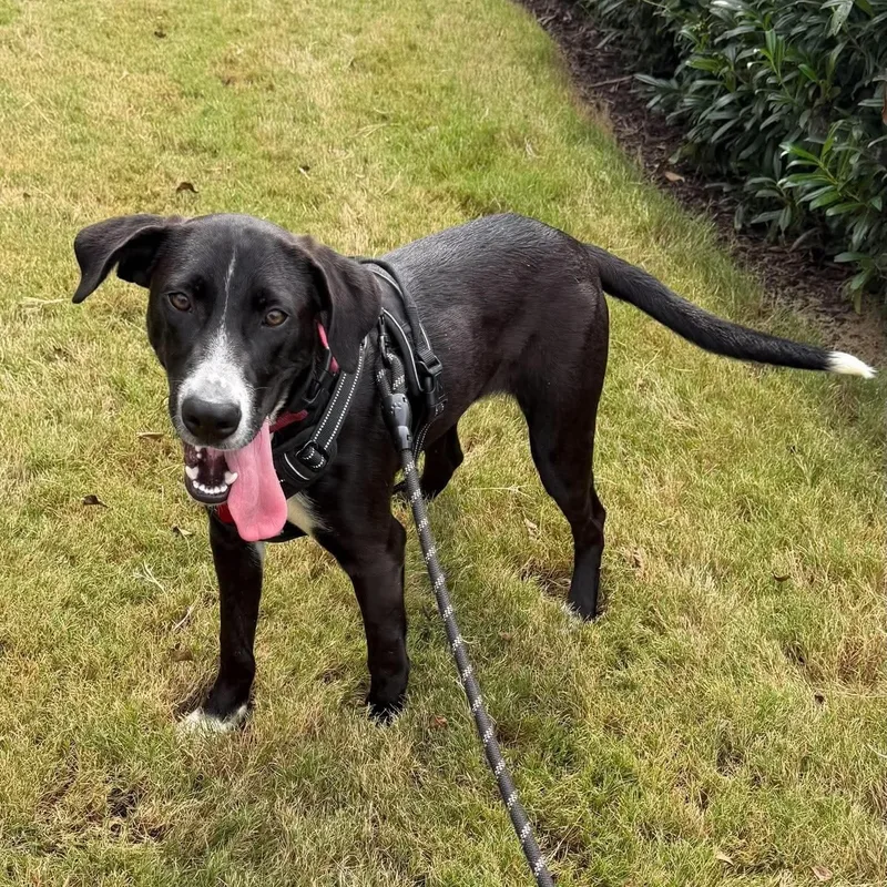 A young medium-sized male Black Labrador Retriever dog named Bobby for adoption in Buford, GA