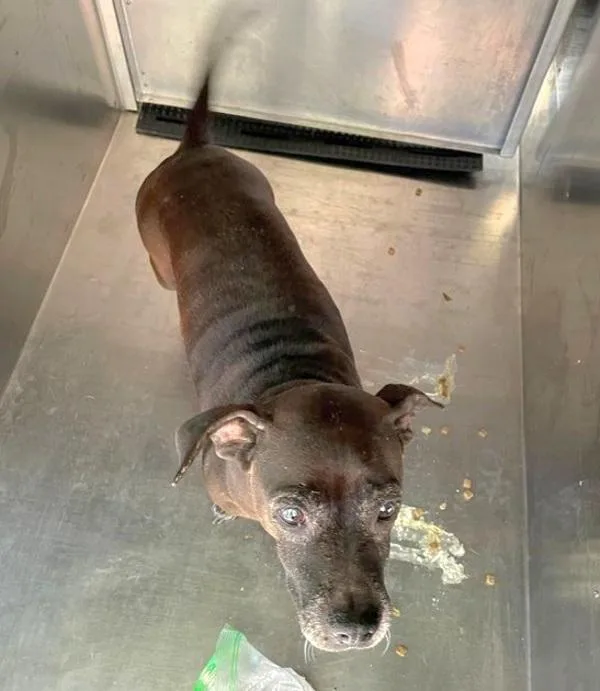 A senior small-sized female Rat Terrier dog named Brandy for adoption in Austin, TX