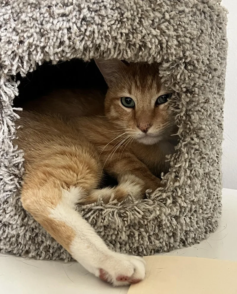 A young medium-sized male Tabby (Orange / Red) Domestic Short Hair cat named Archie for adoption in Los Angeles, CA