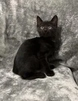 A young medium-sized female Domestic Short Hair cat named Dinky for adoption in Buffalo, MN