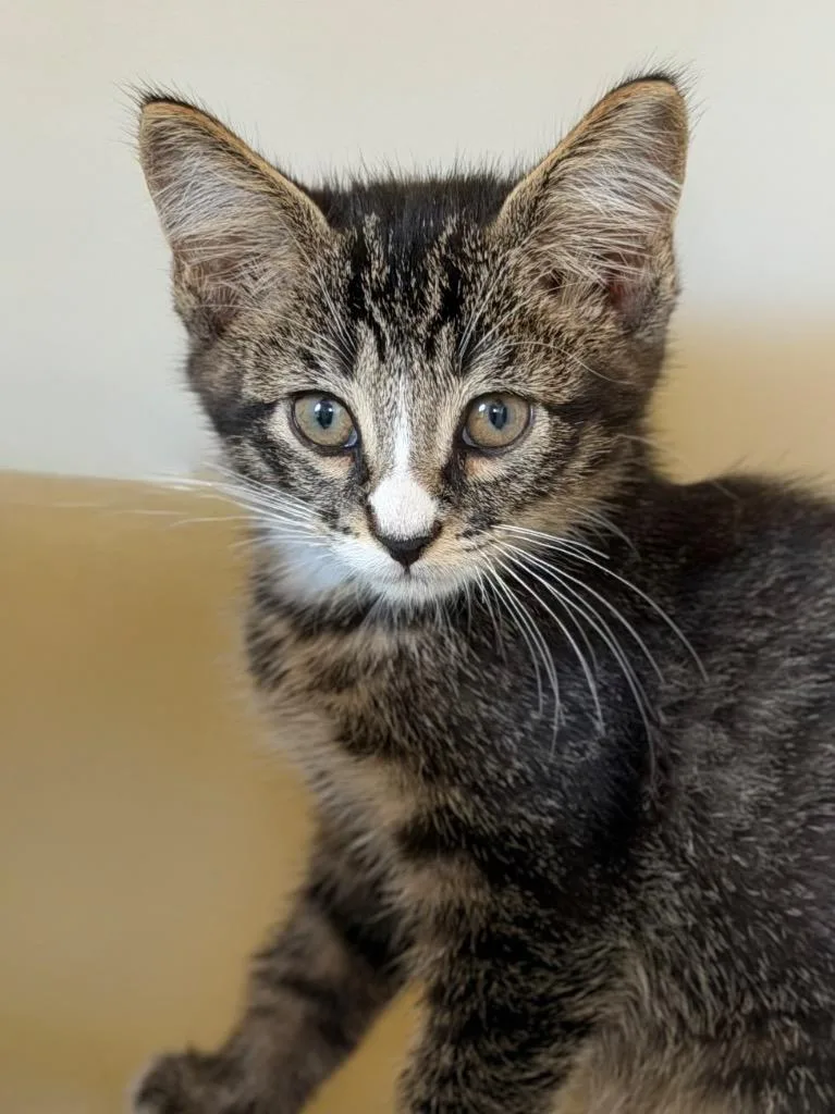 A baby medium-sized male Domestic Short Hair cat named Fbi for adoption in Menomonie, WI