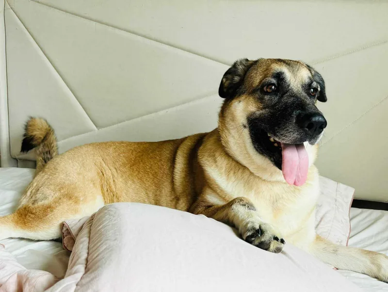 A senior large-sized female Anatolian Shepherd dog named Lucy for adoption in Bar Nunn, WY