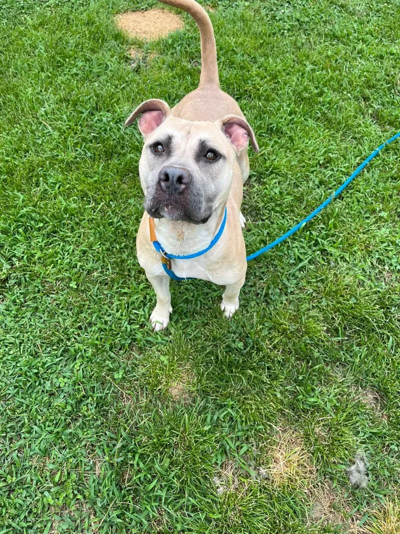 An adult large-sized female American Staffordshire Terrier dog named Athena for adoption in Front Royal, VA