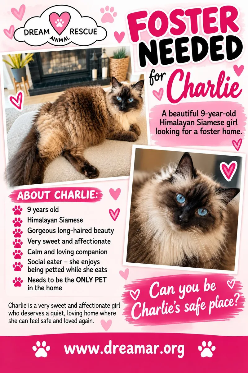 A senior medium-sized female Siamese cat named Charlie female for adoption in Los Angeles, CA