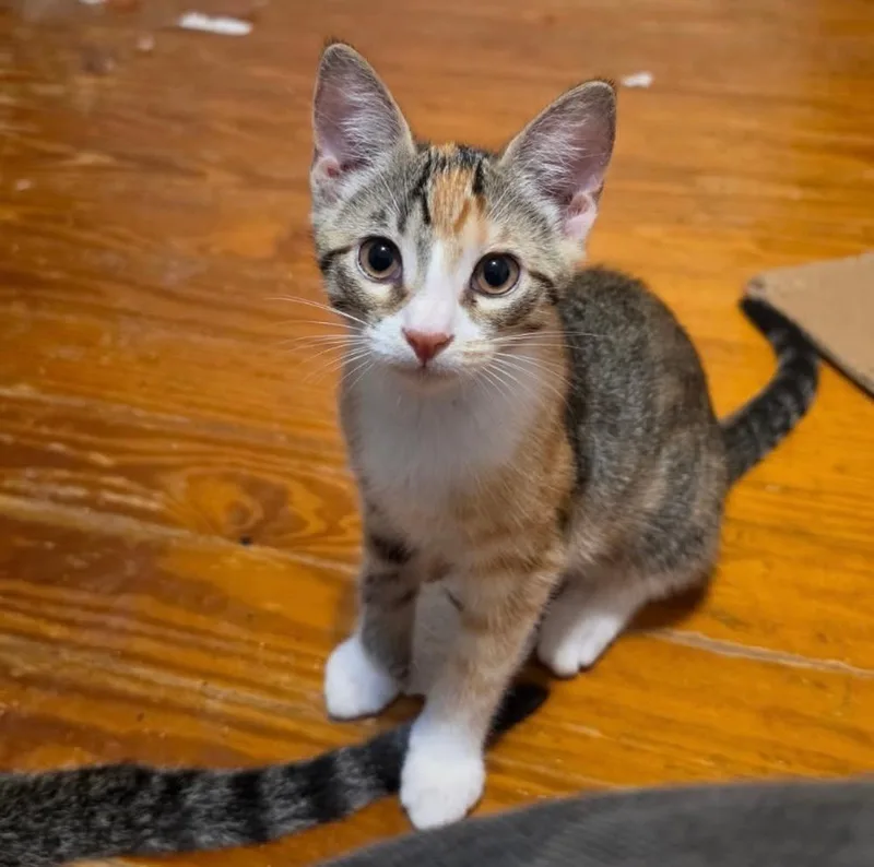 A baby small-sized female Domestic Short Hair cat named Lyra for adoption in Deltona, FL