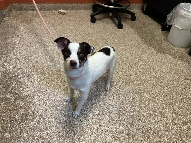 A young small-sized male Chihuahua dog named Buddy for adoption in Pueblo, CO