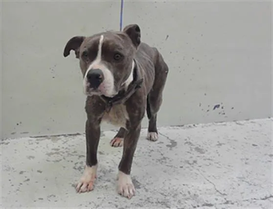 An adult medium-sized male Staffordshire Bull Terrier dog named Sawl for adoption in Houston, TX