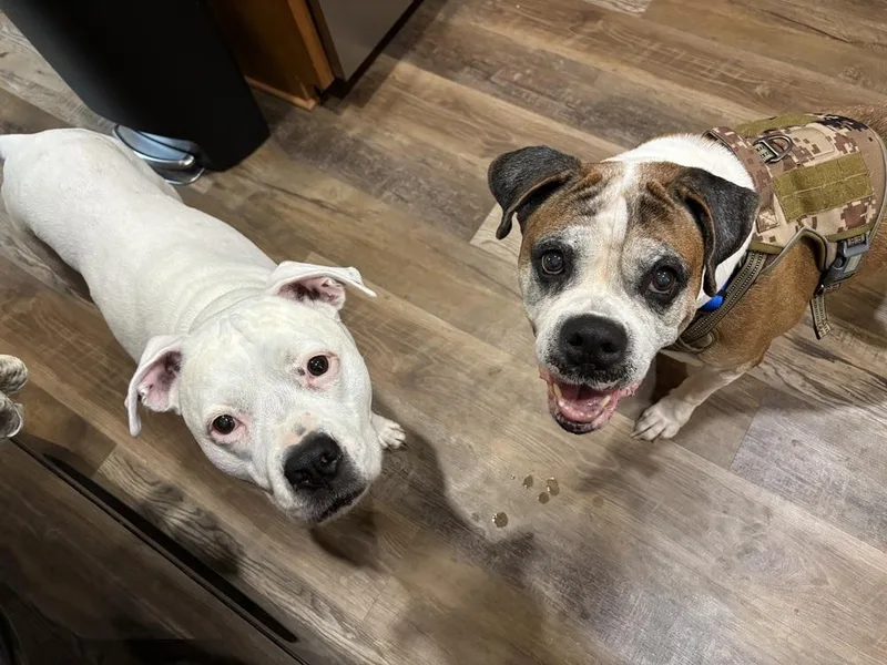 A senior medium-sized male Boxer dog named Diesel IX for adoption in Hewitt, TX