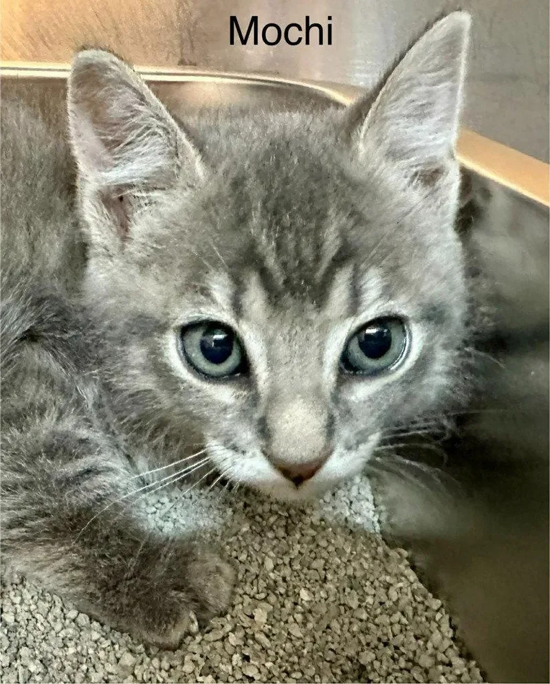 A baby small-sized female Domestic Short Hair cat named Mochi for adoption in Saint George, UT