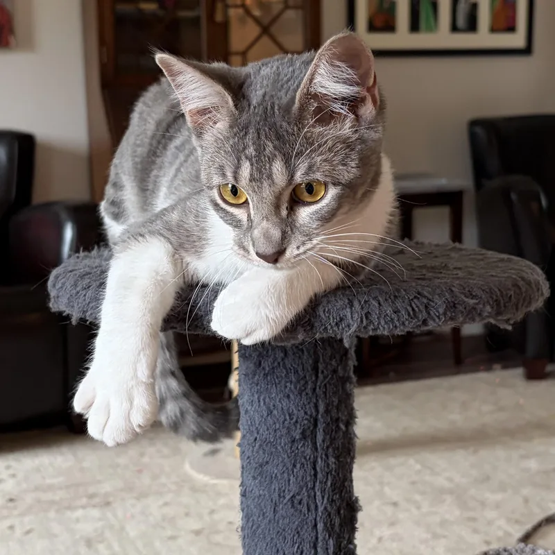 A baby medium-sized female Gray & White Domestic Short Hair cat named Lovey Dovey for adoption in Long Beach, CA