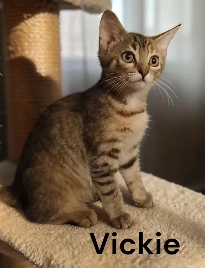 A baby medium-sized female Tabby cat named Vickie for adoption in Weems, VA