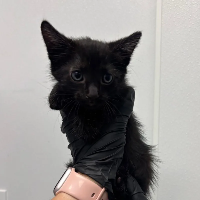 A baby small-sized male Domestic Short Hair cat named Billie for adoption in Abilene, TX