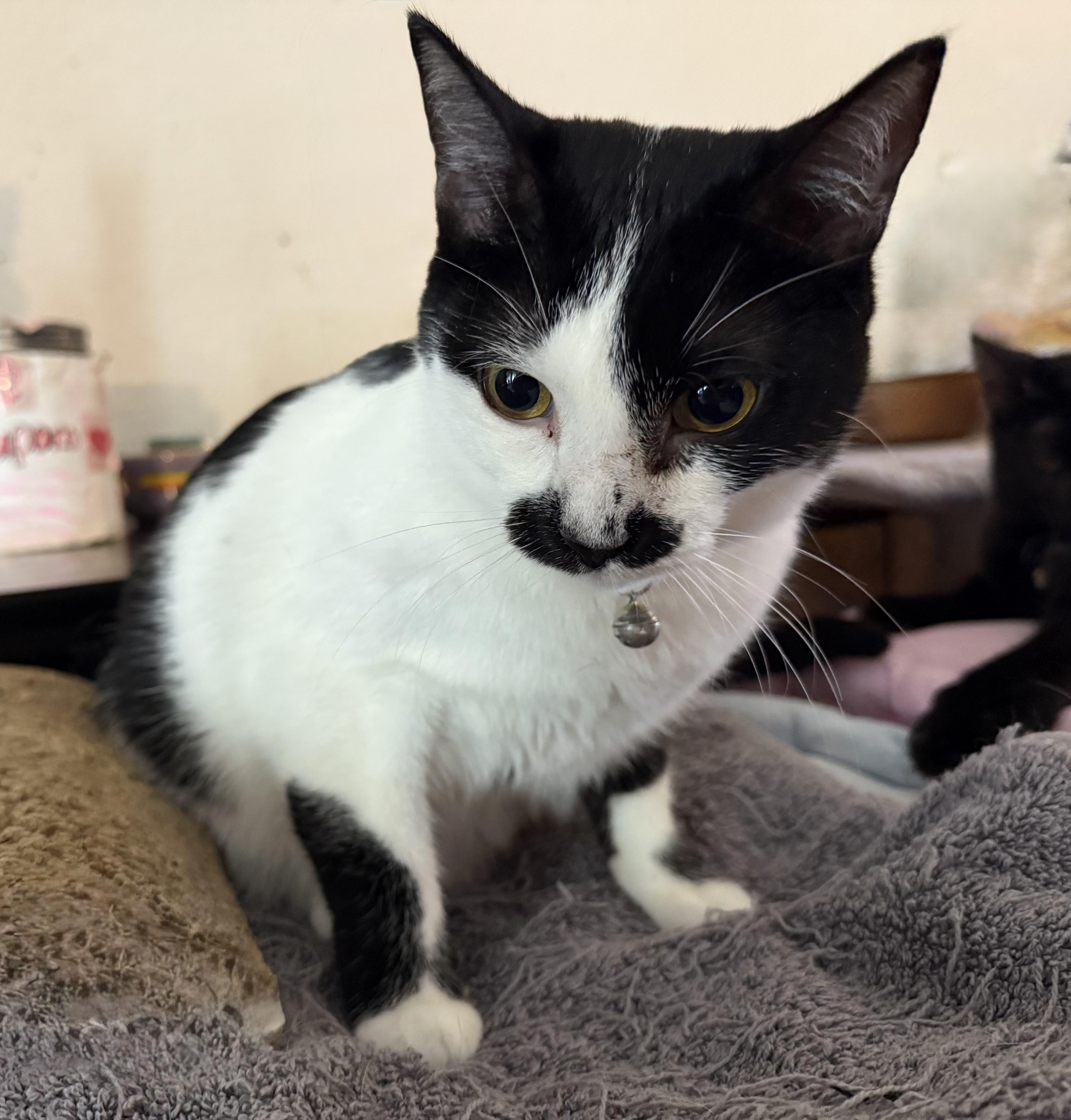 Minnie Mouse thumbnail 2