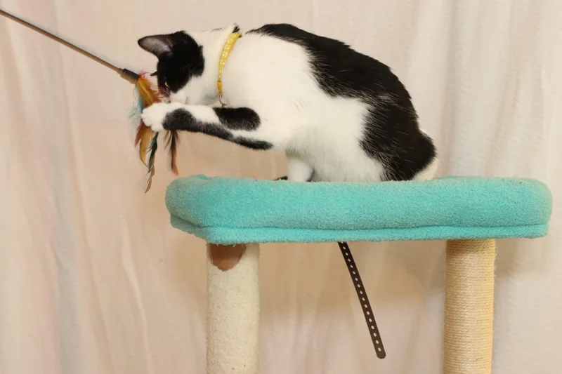 Minnie Mouse thumbnail 3