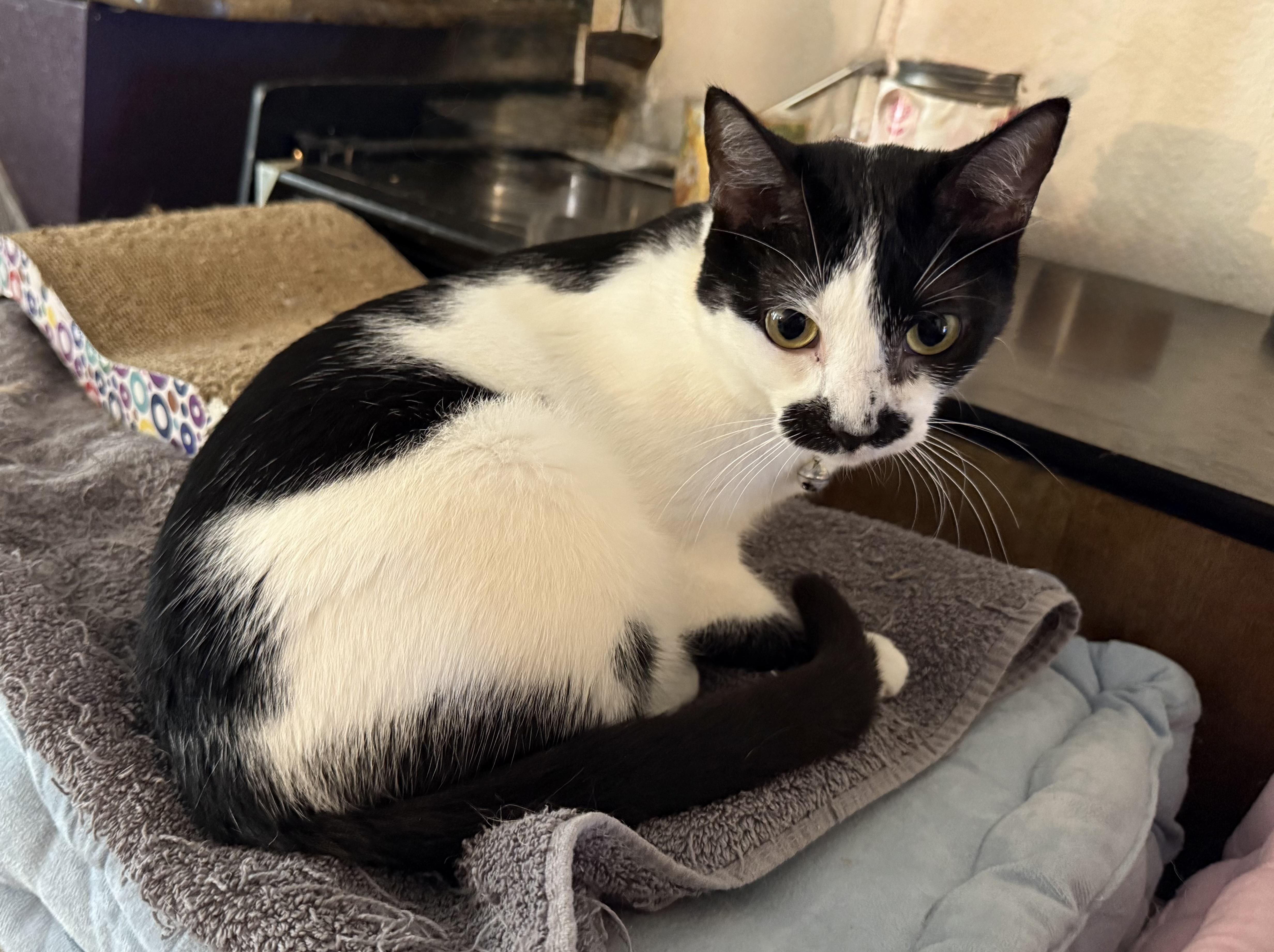 Minnie Mouse thumbnail 4