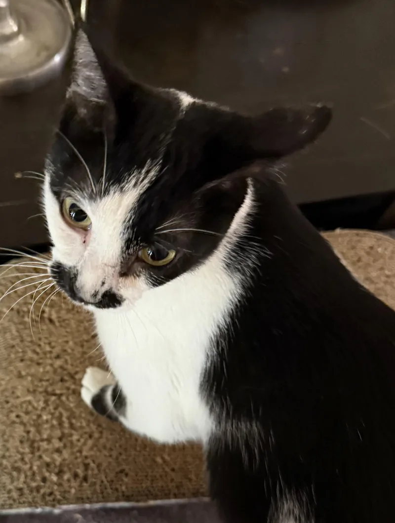 Minnie Mouse thumbnail 5