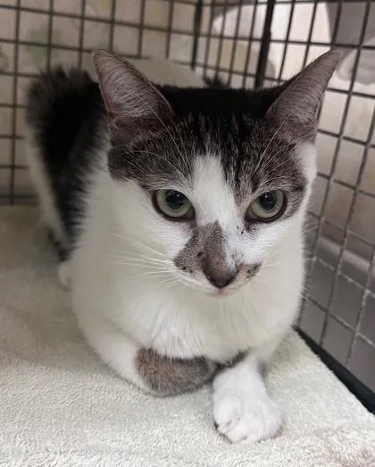 A young small-sized female Domestic Short Hair cat named Merlot for adoption in Honolulu, HI