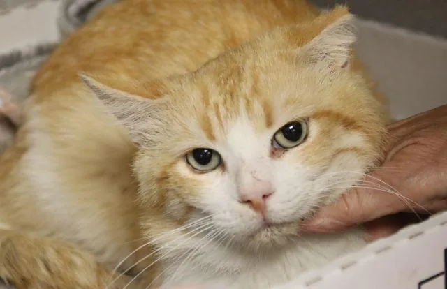 A young small-sized male Domestic Short Hair cat named Mars for adoption in Tucson, AZ