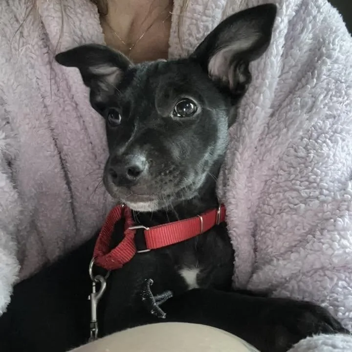A young medium-sized female Mixed Breed dog named Las Cruces for adoption in Racine, WI