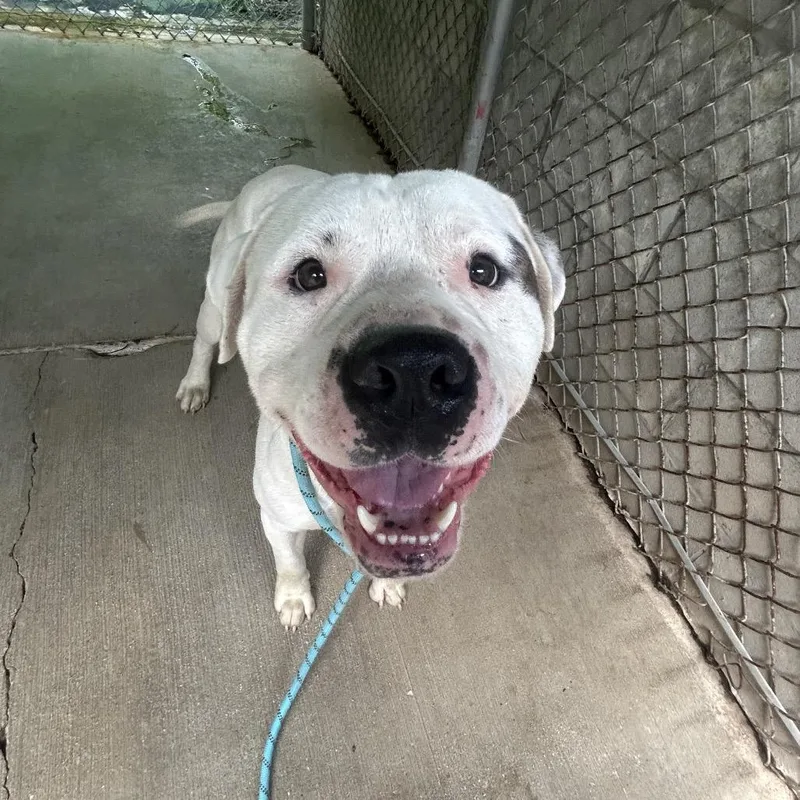 An adult large-sized male Pit Bull Terrier dog named Maverick for adoption in Greenville, PA