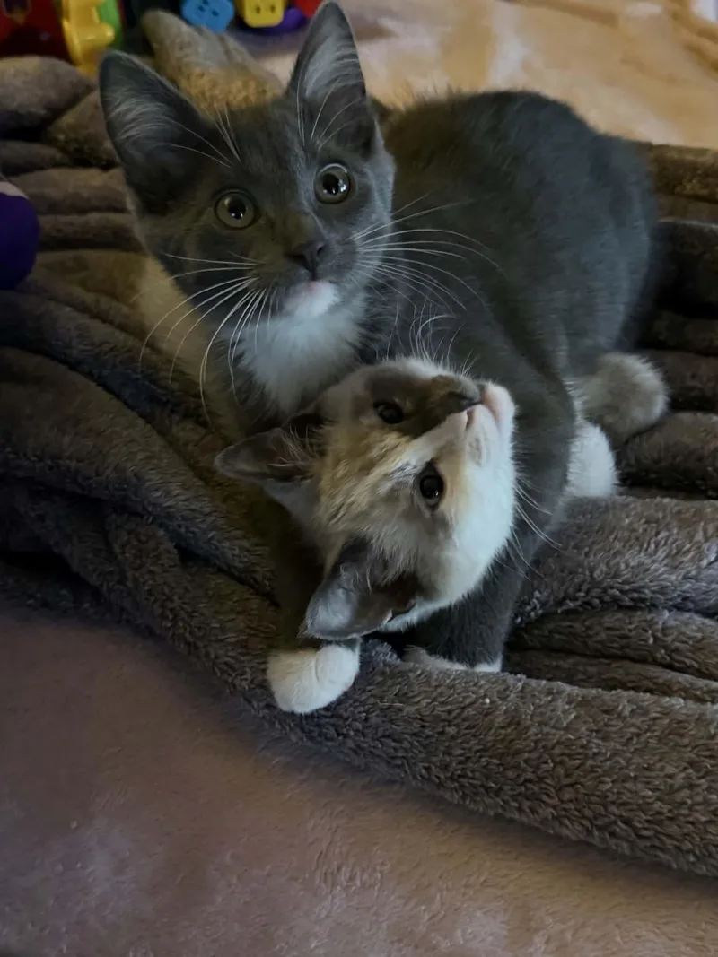 Sugar & Cosmo