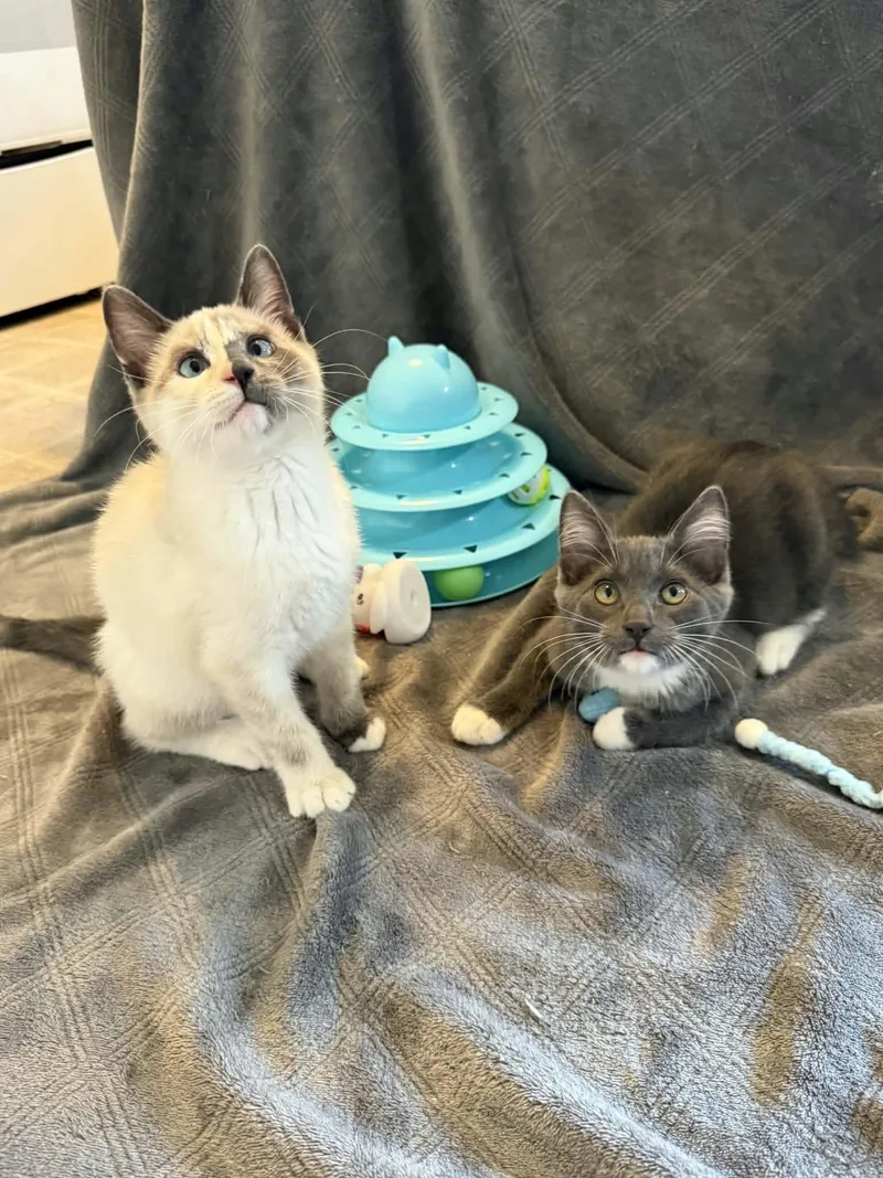 Sugar & Cosmo thumbnail 6