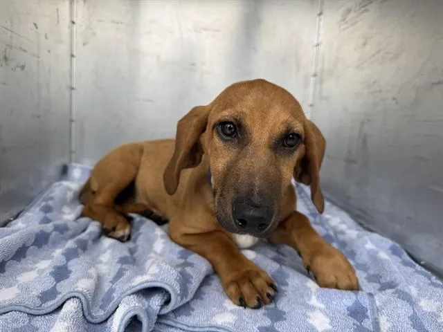 A baby small-sized female Dachshund dog named Bunny for adoption in Garland, TX