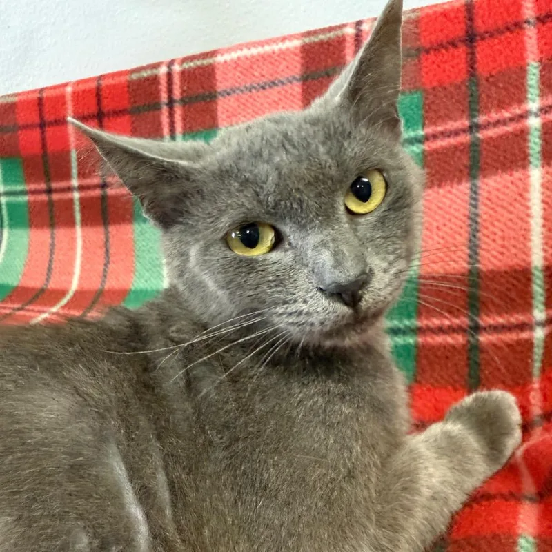 An adult small-sized male Gray / Blue / Silver Domestic Short Hair cat named Nicolas Cage for adoption in Houston, TX