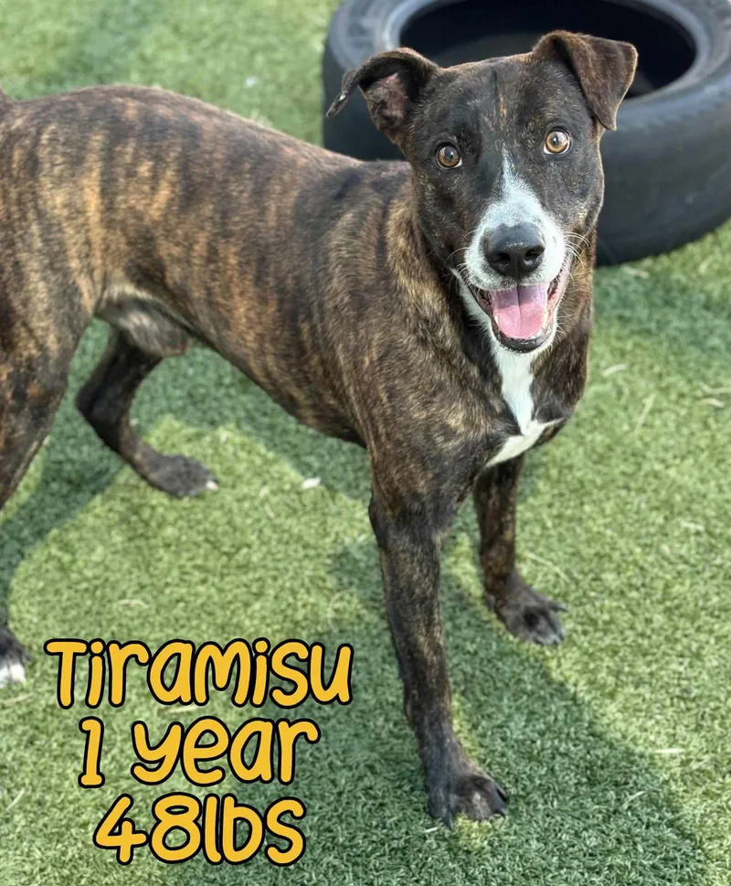 Tiramisu Aka Tera