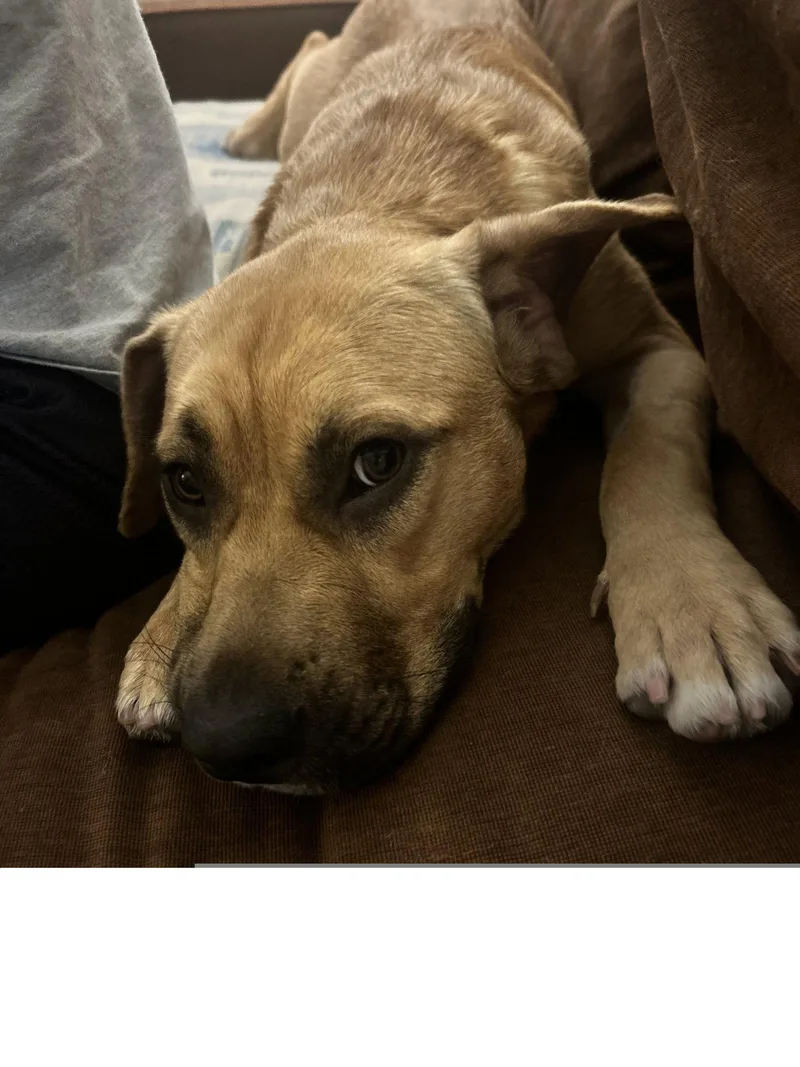 An adult medium-sized female German Shepherd Dog dog named River for adoption in Roseville, CA