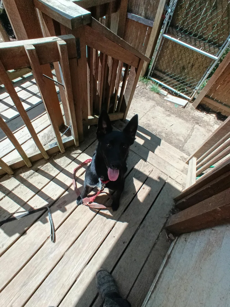 Maverick
