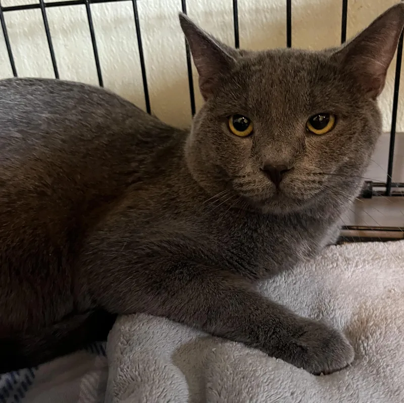 A young medium-sized male Gray / Blue / Silver Domestic Short Hair cat named Reese for adoption in Moline, IL